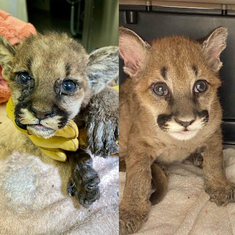 The side-by-side comparison of Captain Cal's remarkable recovery.