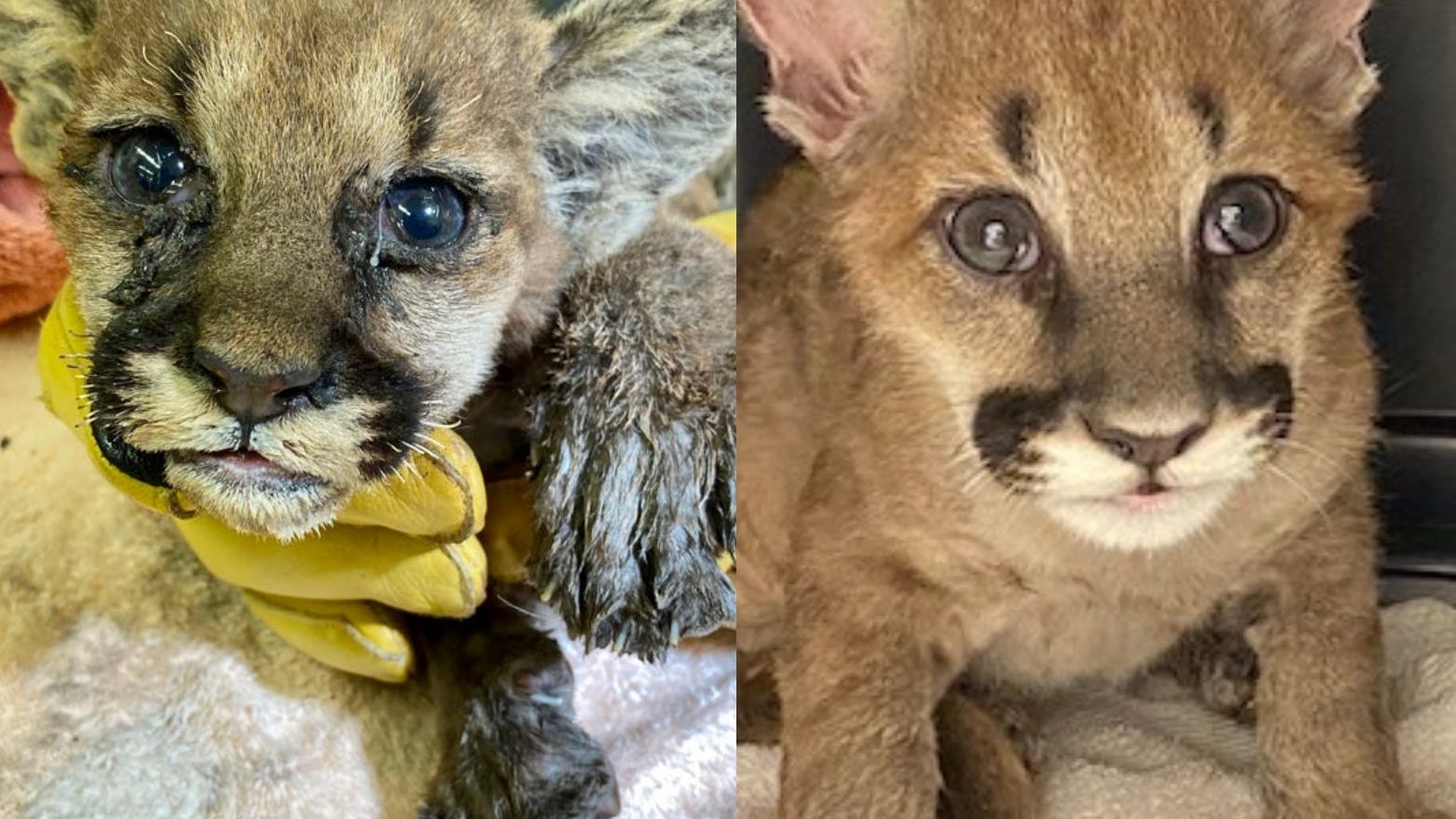VIDEO: Burned, orphaned mountain lion cub headed to new home after remarkable recovery