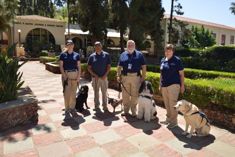 Blue Line Dogs