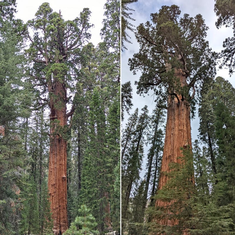 The General Sherman Tree in Sequoia National Park's Giant Forest on May 28, 2022.