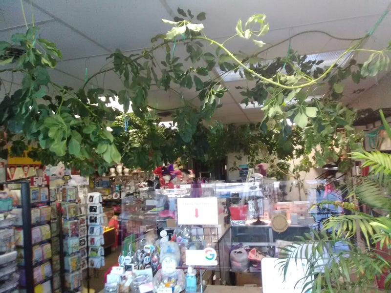 "Baby" the plant inside The Product Shop