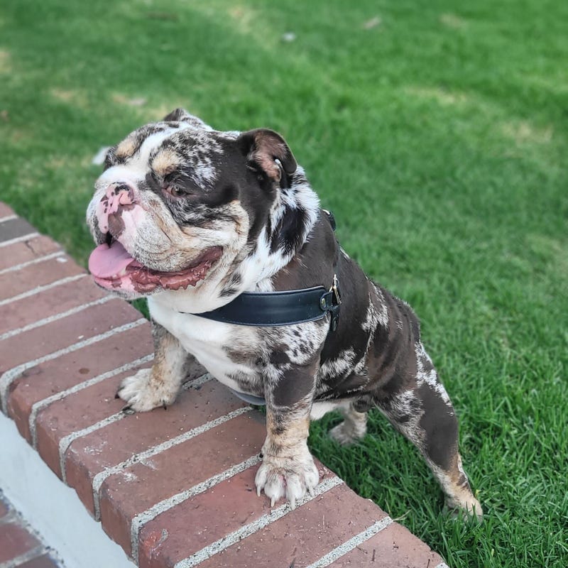 English bulldog