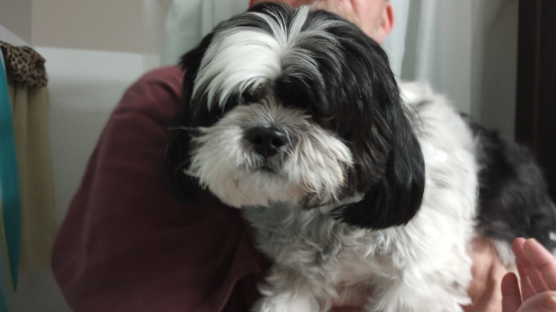 Rudy Roo the Shih Tzu - Won't Rock the Rabbit Ears 2024