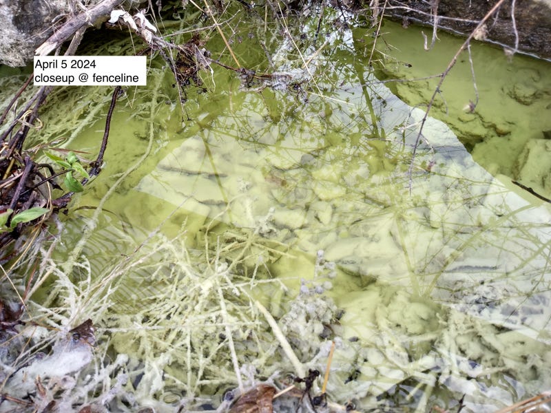 Andy Switzer discovered unusual runoff at Bartram's Garden, dated April 5, 2024, and reported it to the Pennsylvania Department of Environmental Protection. 