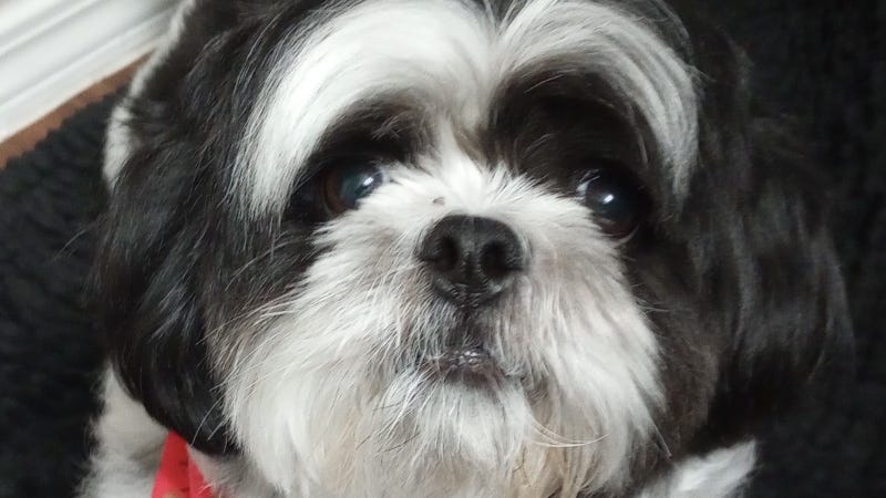 Rudy Roo 2 / HR