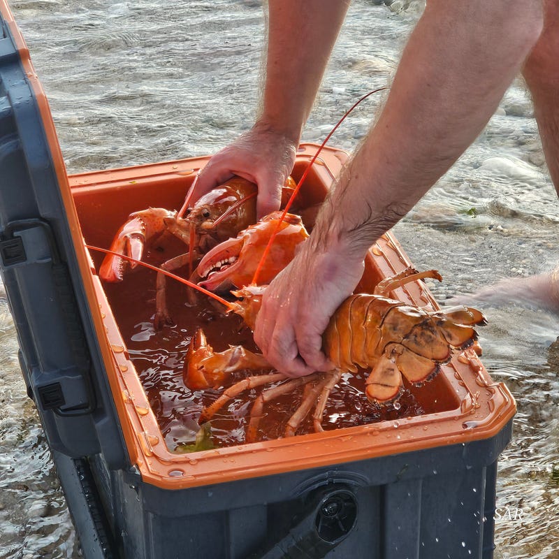 Sebastian and Clawdia, two rare orange lobsters, during their release into the Long Island Sound.