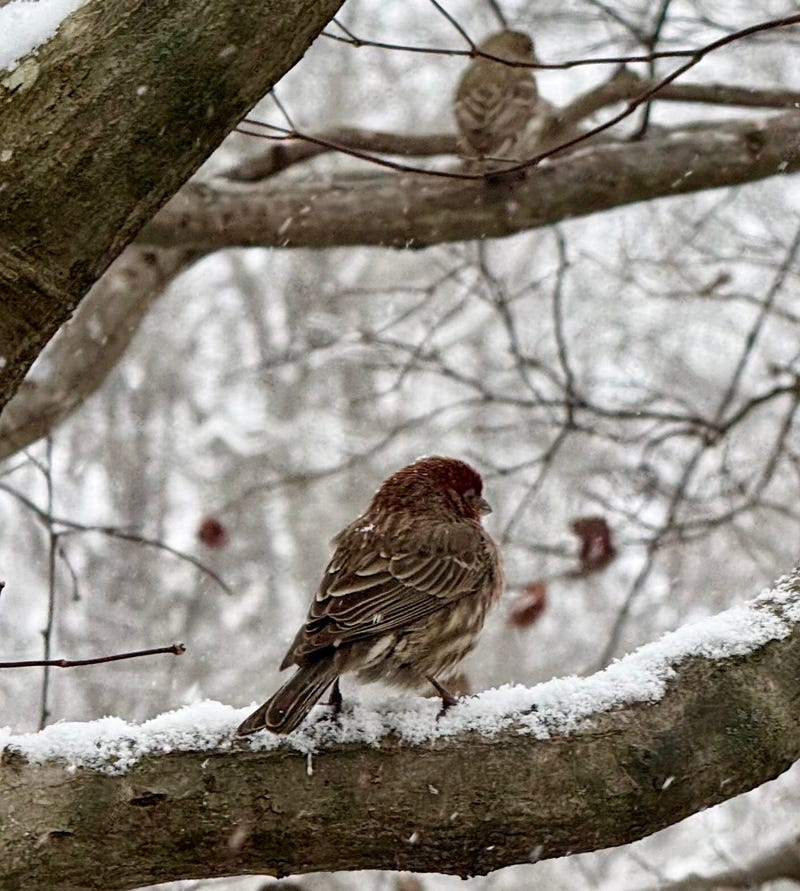 House Finch rests on a snow covered branch in Anderson County Jan. 31, 2026.