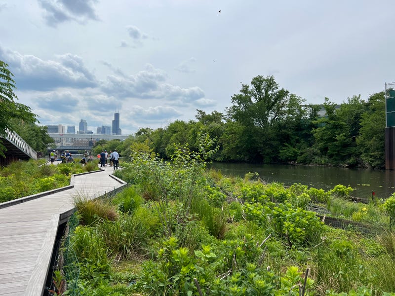 The so-called "Wild Mile" floating garden in Chicago's Goose Island.