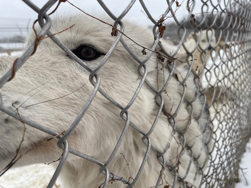 A wolf rubs her neck on a chainlink fence at the Wildlife Science Center in Stacy Minnesota.