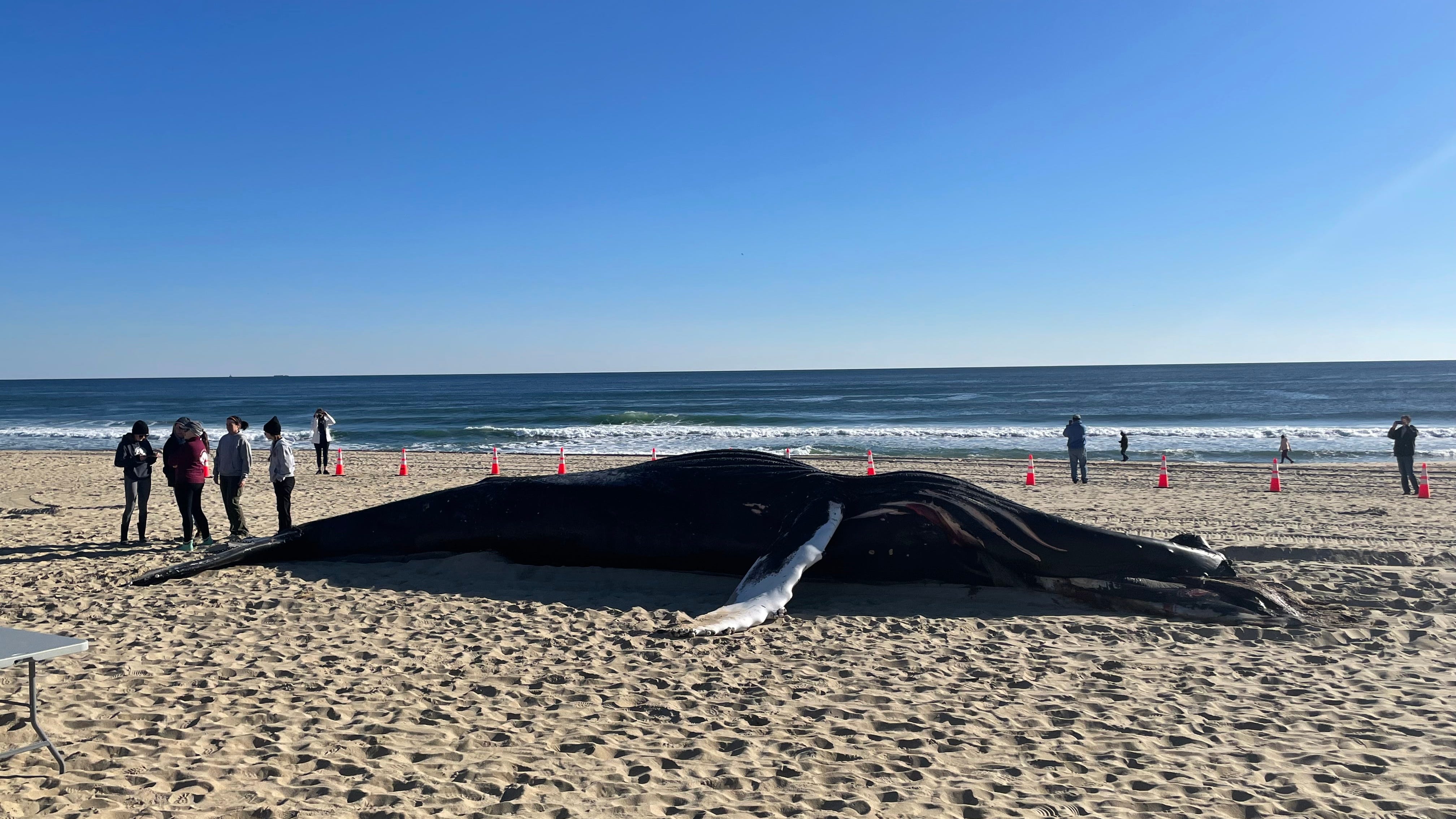 Dead whale ashore on NJ beach — 9th in NY-NJ area since December