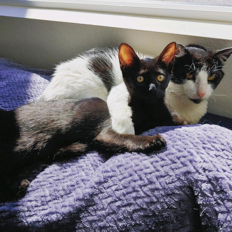 Pets