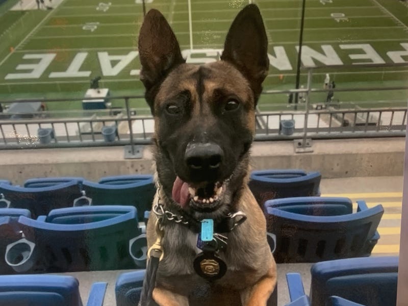 Rom the Belgian Malinois.