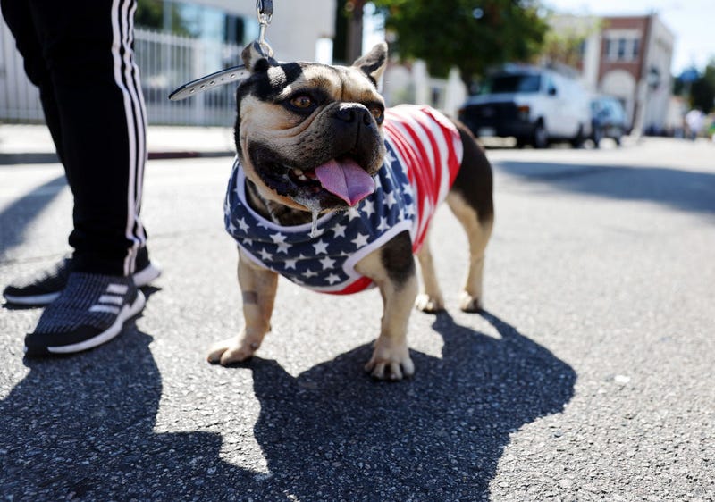 4th of july dog