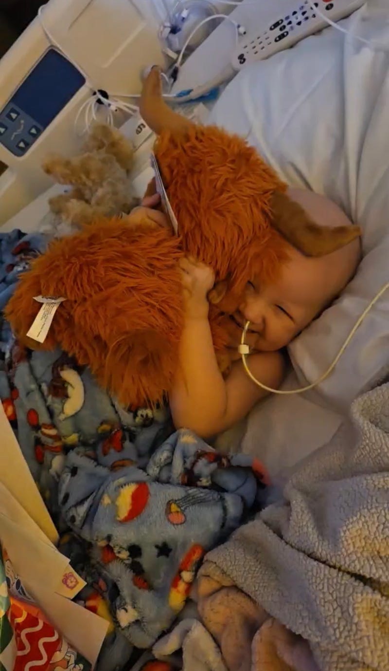 Vialah with stuffed cow