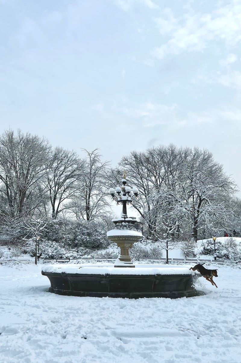 NUEVA YORK 7 DE ENERO: Perro juega con la nieve en la Fuente de Bethesda en Central Pak