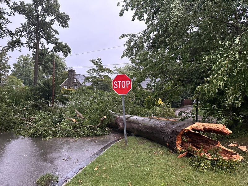 A large tree fell near Wynnewood Road and Bowman Avenue in Wynnewood, Montgomery County.