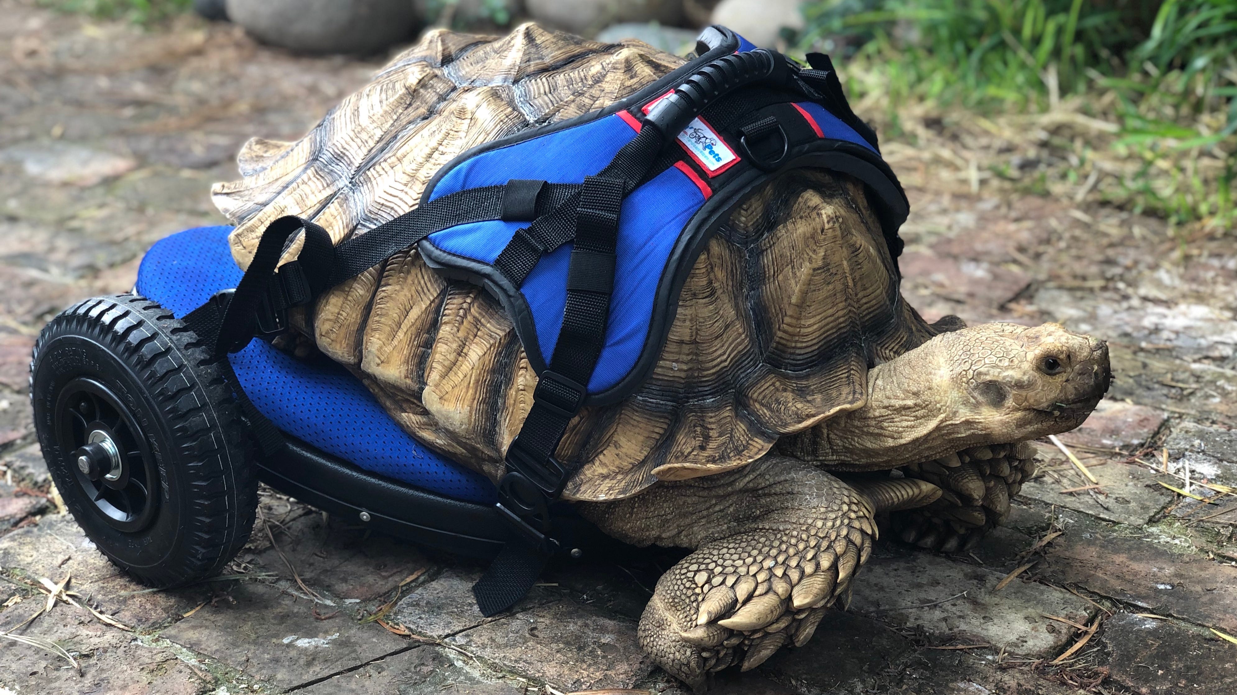 WATCH: Giant disabled tortoise takes very first steps with custom wheelchair