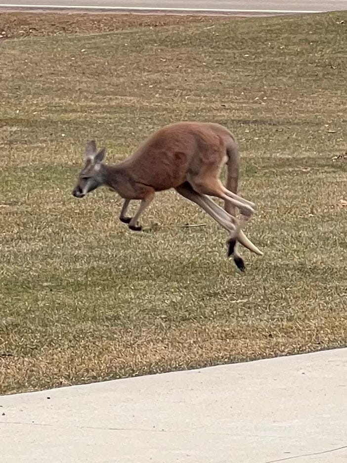 Sara Greer told WWJ's Brooke Allen that she could hardly believe her eyes when she spotted a kangaroo outside her neighbor's home in Hadley Township, west of Metamora.