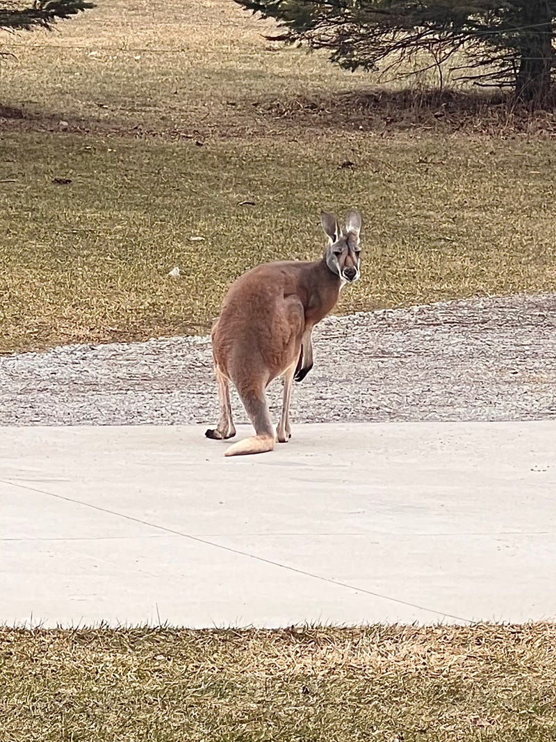 Sara Greer told WWJ's Brooke Allen that she could hardly believe her eyes when she spotted a kangaroo outside her neighbor's home in Hadley Township, west of Metamora.