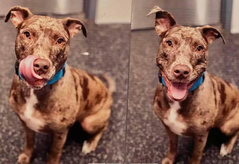 4 Paws 4 Rescue