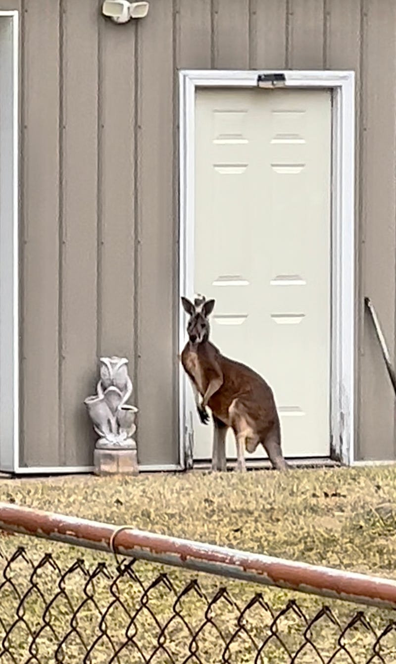 Sara Greer told WWJ's Brooke Allen that she could hardly believe her eyes when she spotted a kangaroo outside her neighbor's home in Hadley Township, west of Metamora.