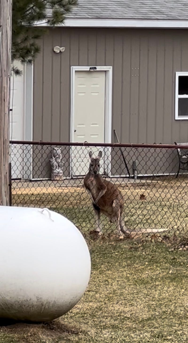 Sara Greer told WWJ's Brooke Allen that she could hardly believe her eyes when she spotted a kangaroo outside her neighbor's home in Hadley Township, west of Metamora.