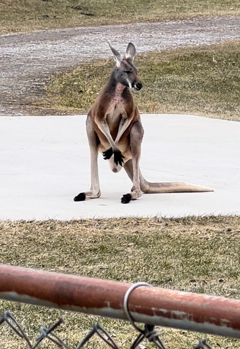 Sara Greer told WWJ's Brooke Allen that she could hardly believe her eyes when she spotted a kangaroo outside her neighbor's home in Hadley Township, west of Metamora.
