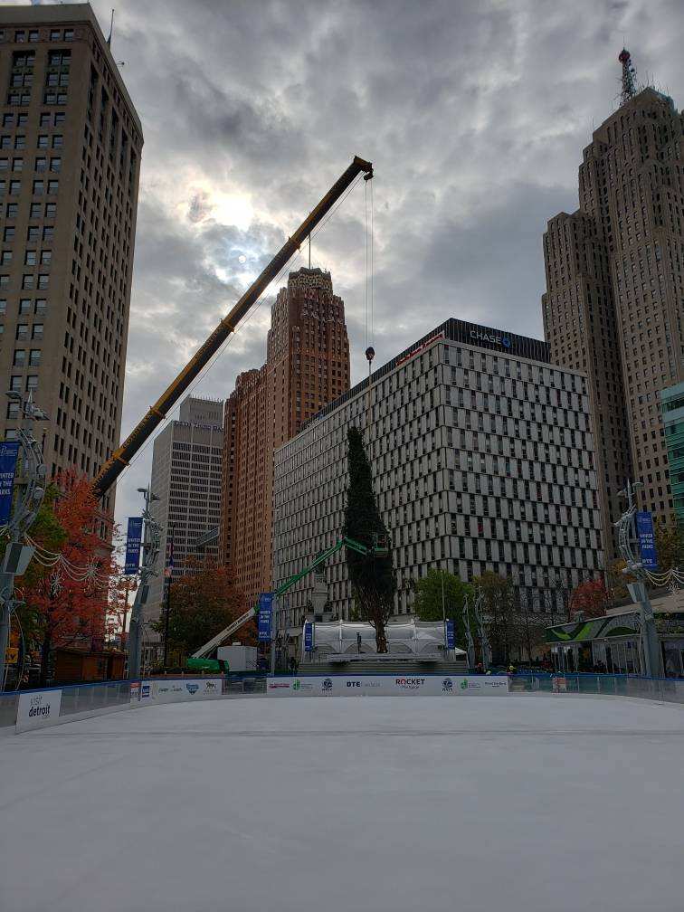 The Norway spruce being lifted by crane