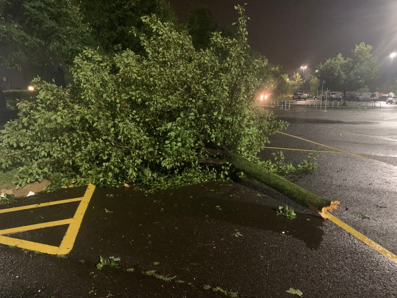 A tree that was broken after two tornadoes were spotted in Bucks County Thursday.