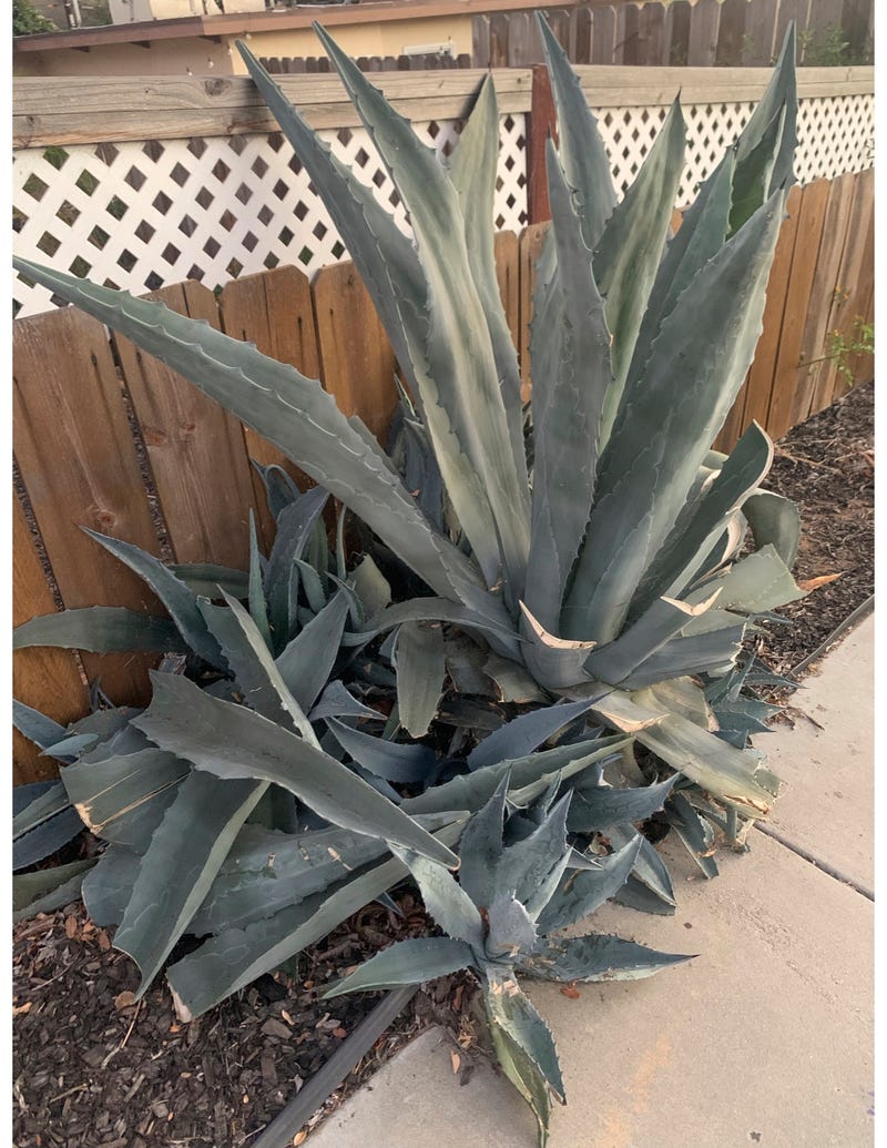 Plants