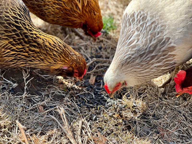 Jamila Pittman feeds her hens a sunflower seed snack