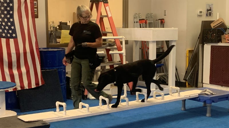 One of the dogs being trained at Penn Vet Working Dog Center in Grays Ferry.
