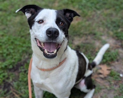 ADOPT OTIS