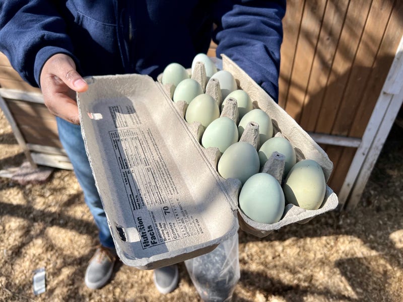 Jamila Pittman shows off the blue-green eggs from her backyard hens