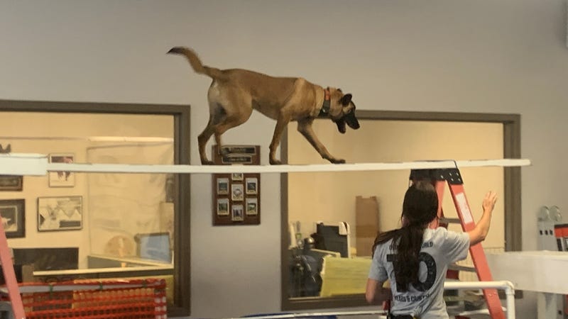 One of the dogs being trained at Penn Vet Working Dog Center in Grays Ferry.