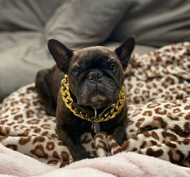 Stitch posing for camera