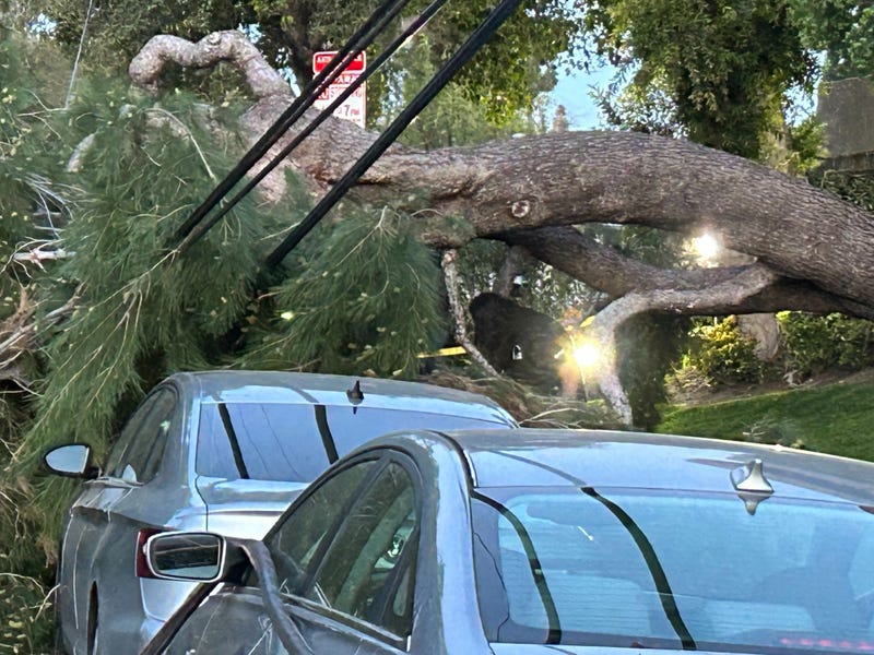 Tree on top of cars
