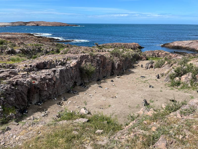 Magellanic Penguins in Patagonia