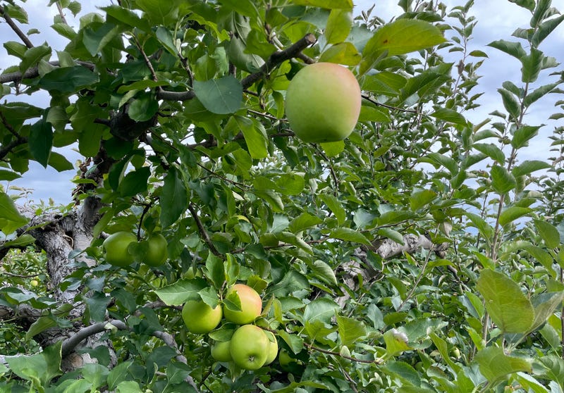 Apples