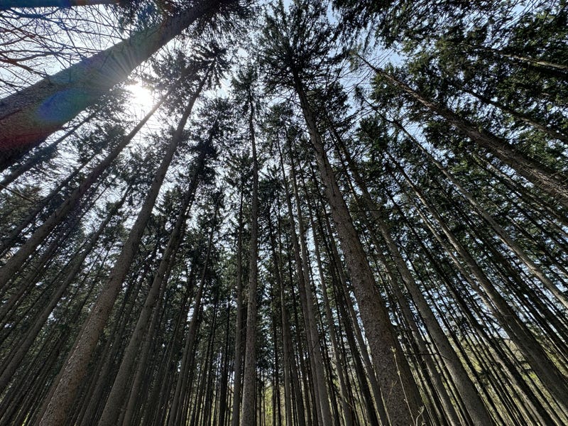 Earth Day is every day at Morton Arboretum