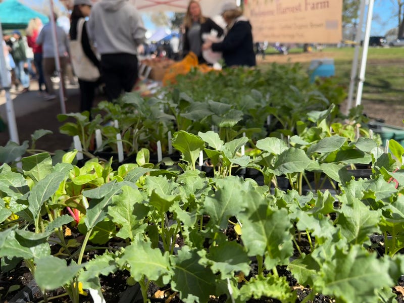 Lincoln Park Farmers Market