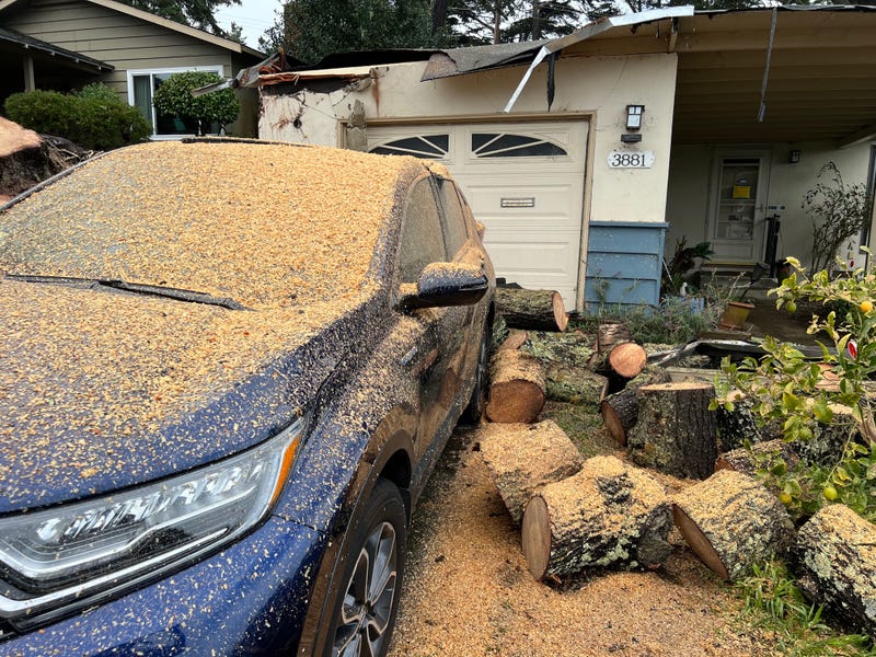 The fallen tree also crushed a Honda Hybrid SUV.
