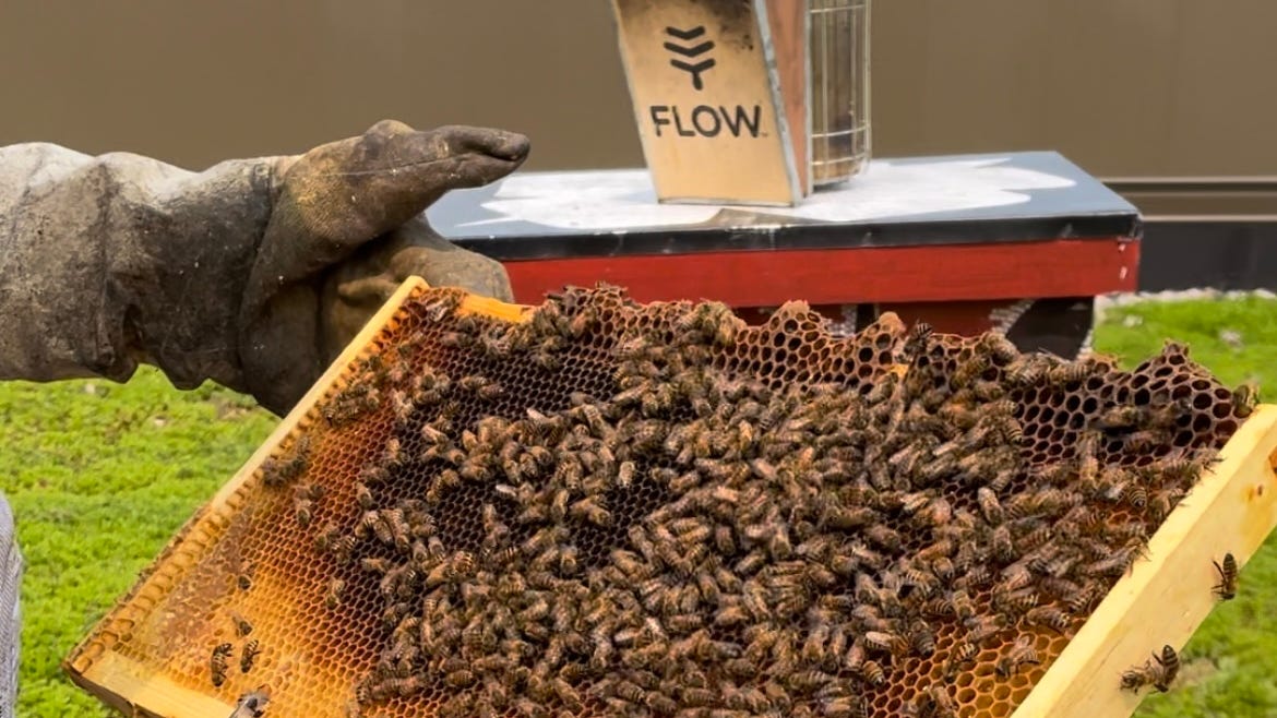 Millions of honeybees are living on top of these famous Detroit buildings – and they're creating a stronger environment