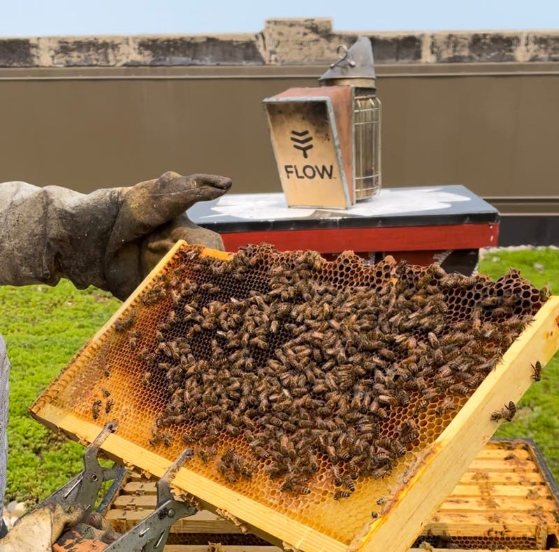 Bees in the D hive