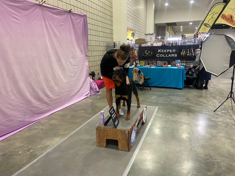 The Land O'Lakes Kennel Club's annual Dog Show