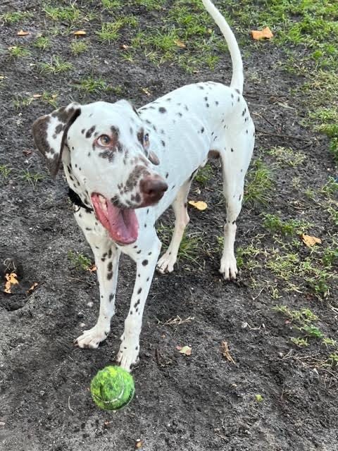 DAL RESCUE