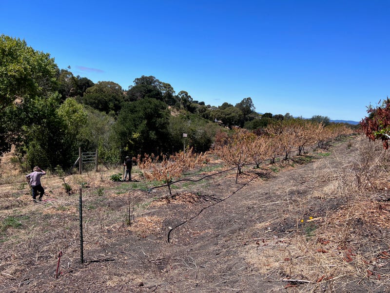 Part of Planting Justice's orchard destroyed by a fire last month.