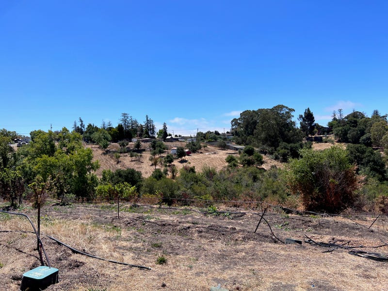 Part of Planting Justice's orchard destroyed by a fire last month.