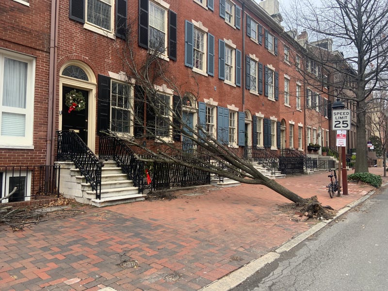 A tree was uprooted at Third and Spruce streets after Tuesday night's intense storm, Jan. 10, 2024.