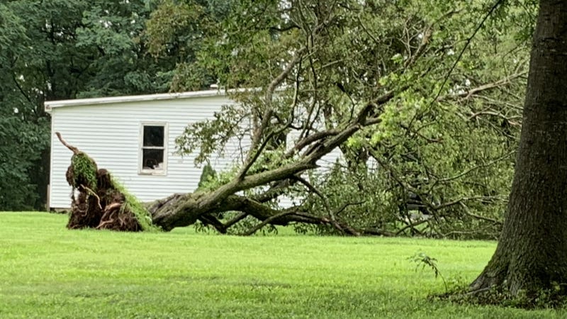 An uprooted tree, knocked down by a tornado